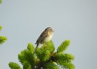 Clay-colored Sparrow (12)