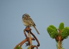 Clay-colored Sparrow (13)