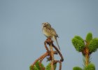 Clay-colored Sparrow (14)