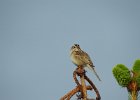 Clay-colored Sparrow (15)