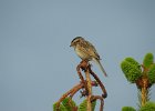 Clay-colored Sparrow (16)