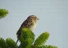 Clay-colored Sparrow (2)