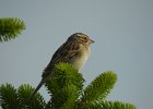 Clay-colored Sparrow (3)