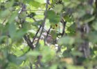 Clay-colored Sparrow (37)