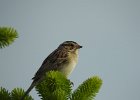 Clay-colored Sparrow (4)