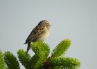 Clay-colored Sparrow (5)