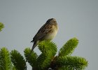 Clay-colored Sparrow (6)