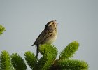 Clay-colored Sparrow (7)