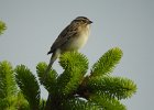 Clay-colored Sparrow (8)
