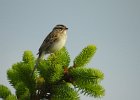 Clay-colored Sparrow (9)