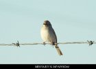 078 - 871 Brewer's Sparrow
