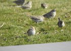 Brewer's Sparrow1 (1)