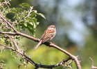 101Field Sparrow