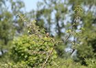 Field Sparrow (1)