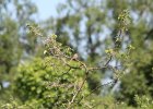 Field Sparrow (11)