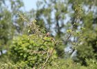 Field Sparrow (13)
