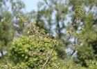 Field Sparrow (14)