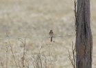 Field Sparrow (15)
