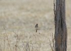 Field Sparrow (16)