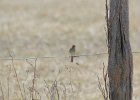 Field Sparrow (17)