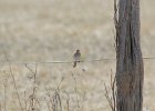 Field Sparrow (18)