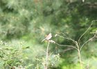 Field Sparrow (19)
