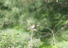 Field Sparrow (20)