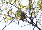 Field Sparrow (9)