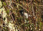 Black-chinned Sparrow (3)