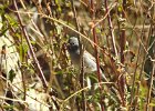 Black-chinned Sparrow (4)
