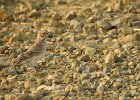 Vesper Sparrow (1)