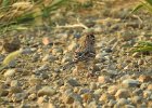 Vesper Sparrow (10)