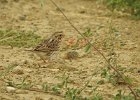 Vesper Sparrow (11)