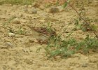 Vesper Sparrow (12)