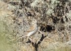 Vesper Sparrow (14)