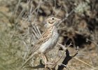 Vesper Sparrow (15)
