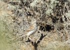 Vesper Sparrow (18)