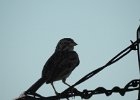 Vesper Sparrow (22)