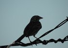 Vesper Sparrow (23)