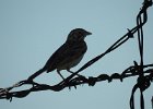 Vesper Sparrow (24)