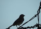 Vesper Sparrow (25)