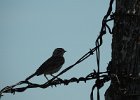 Vesper Sparrow (26)