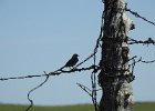 Vesper Sparrow (27)
