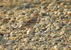 Vesper Sparrow (3)