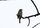 Vesper Sparrow (37)