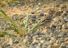 Vesper Sparrow (4)