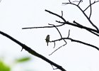 Vesper Sparrow (40)
