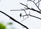 Vesper Sparrow (41)