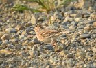 Vesper Sparrow (5)