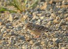 Vesper Sparrow (6)